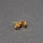 BUMBLEBEE STUD EARRINGS